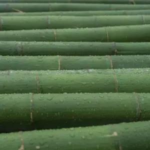Verse groene bamboestengels, opgestapeld na de regen