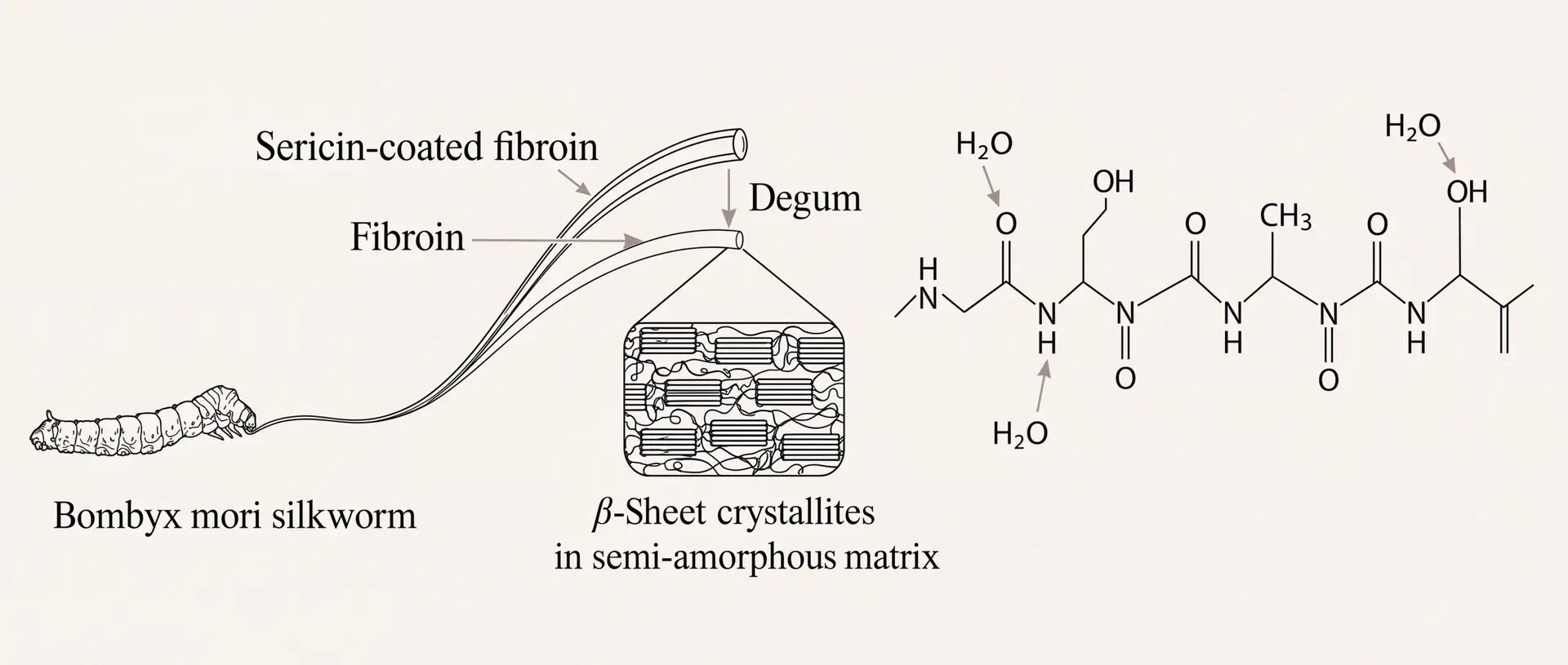 Diagram van de structuur van moerbeizijde: zijderups, sericine-gecoate fibroïne, ontgommen en bèta-sheet-kristallieten