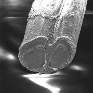 Image au microscope électronique à balayage de la section d'une fibre de soie
