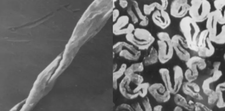 Katoenvezel onder de microscoop: in de lengte een plat, gedraaid lint, in dwarsdoorsnede afgeplat