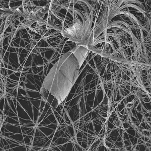 Image au microscope électronique à balayage d'un réseau dense de fibres fines