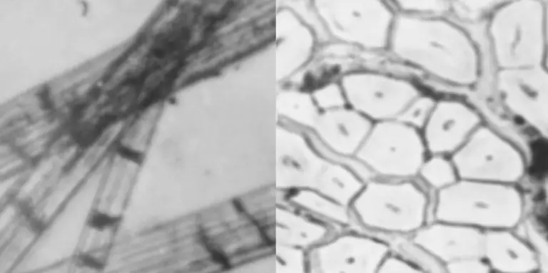 Linnenvezel onder de microscoop, in de lengte en in dwarsdoorsnede met het smalle holle kanaal