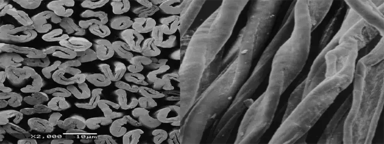Katoenvezels onder een rasterelektronenmicroscoop: niervormige doorsneden en gedraaide, lintachtige oppervlakken