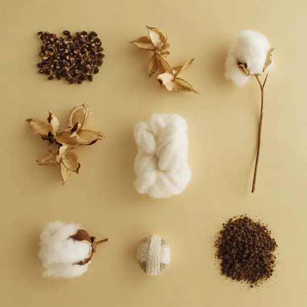 Katoenbollen, zaden, een klos garen en ruwe katoenvezel uitgestald op een warmbeige plank
