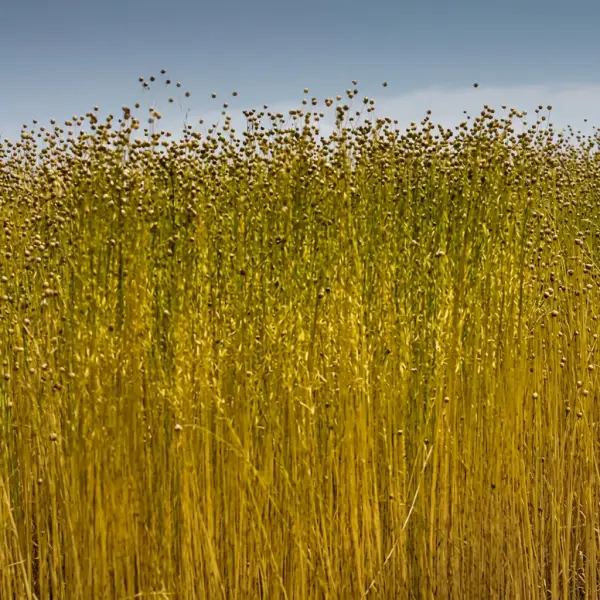 Een veld met rijp, goudkleurig vlas dat klaarstaat om getrokken te worden