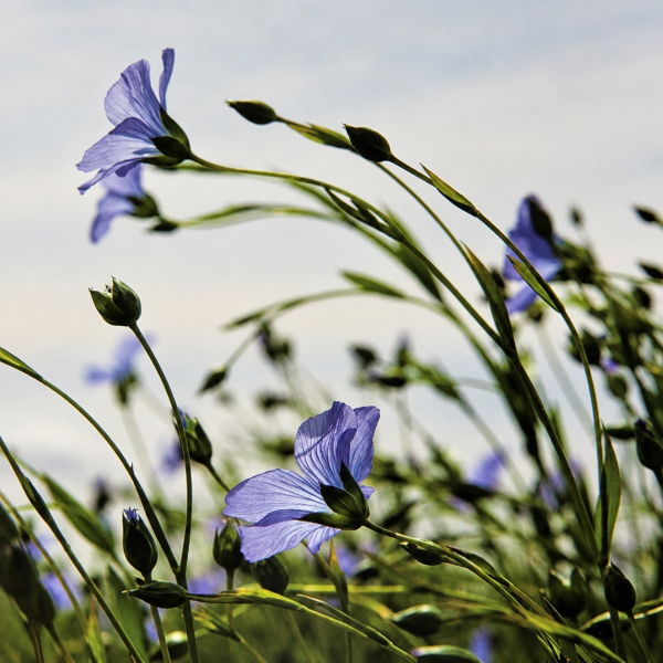 Blühende Flachspflanzen mit zarten blauen Blüten vor einem blassen Himmel