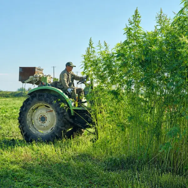 Ein Landwirt auf einem grünen Traktor neben einem Bestand hoher Hanfpflanzen