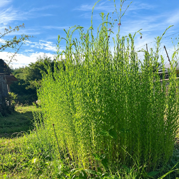 Ein dichter Bestand hoher grüner Hanfpflanzen unter blauem Sommerhimmel