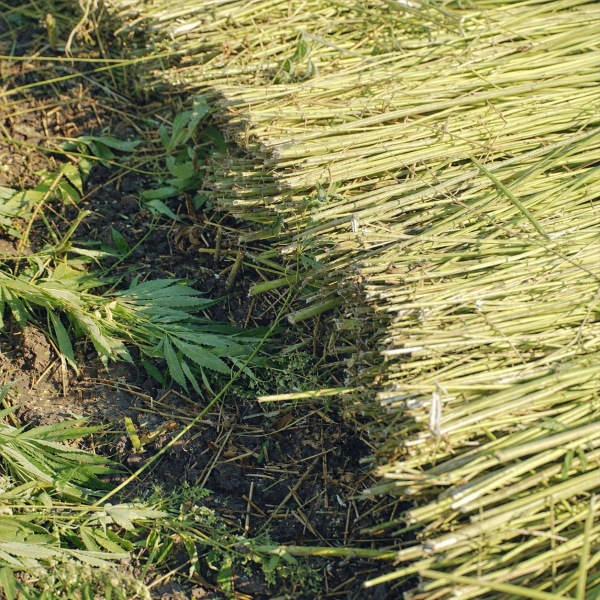 Geschnittene Hanfstängel liegen nach der Ernte in Reihen auf dem Feld