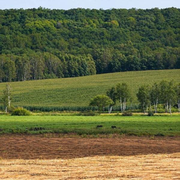 Grünes Ackerland mit einem abgeräumten Feld im Vordergrund und bewaldeten Hügeln dahinter
