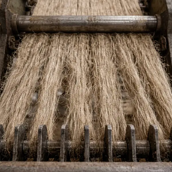 Gerote vlasstengels die door de rollen van een zwingelmachine gaan